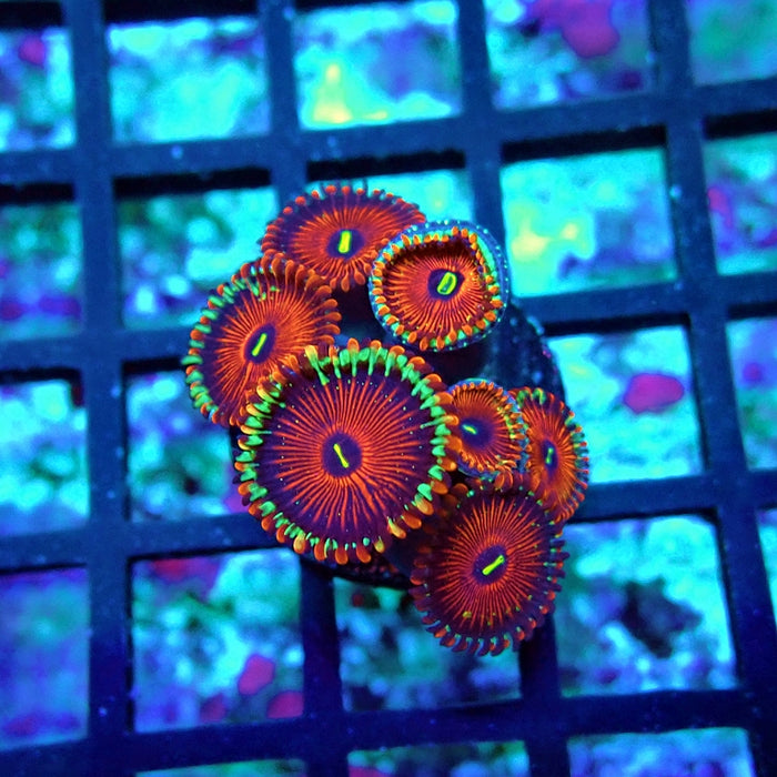 Ultra Zoas Frag