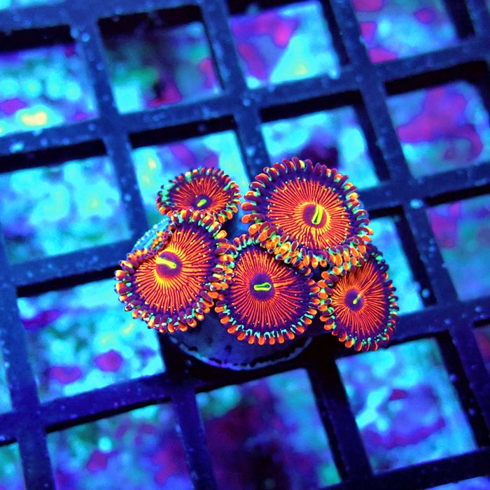 Ultra Zoas Frag