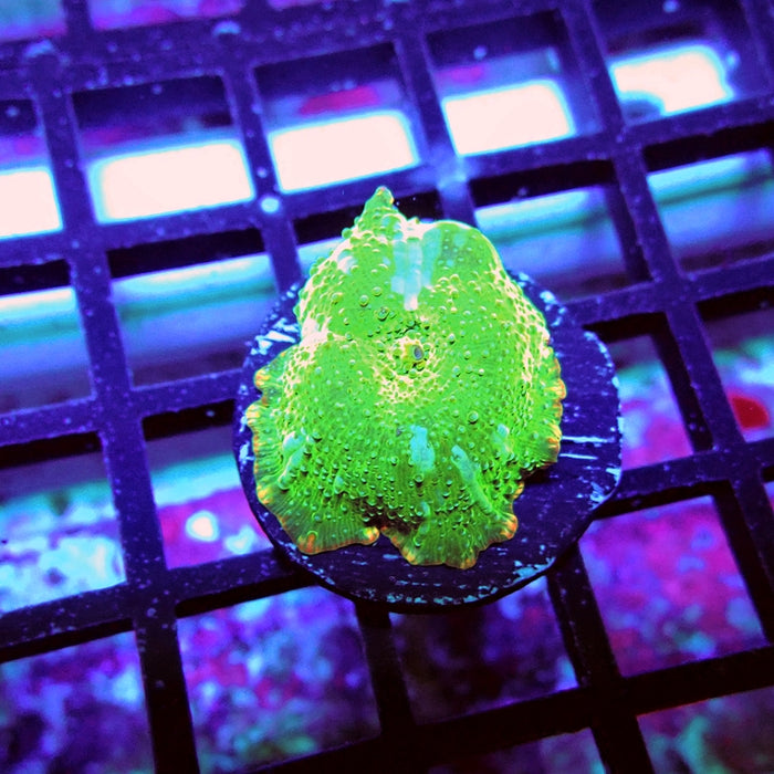 Rhodactis Green Metallic Ultra