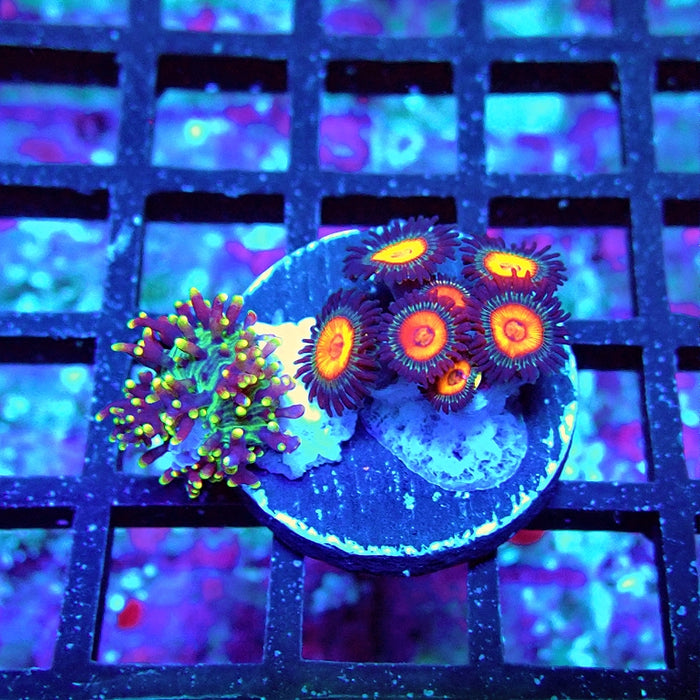 Ultra Zoas Frag