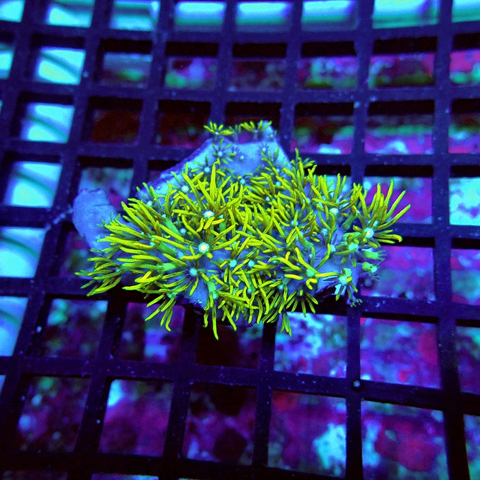 Green Star Polyp Coral