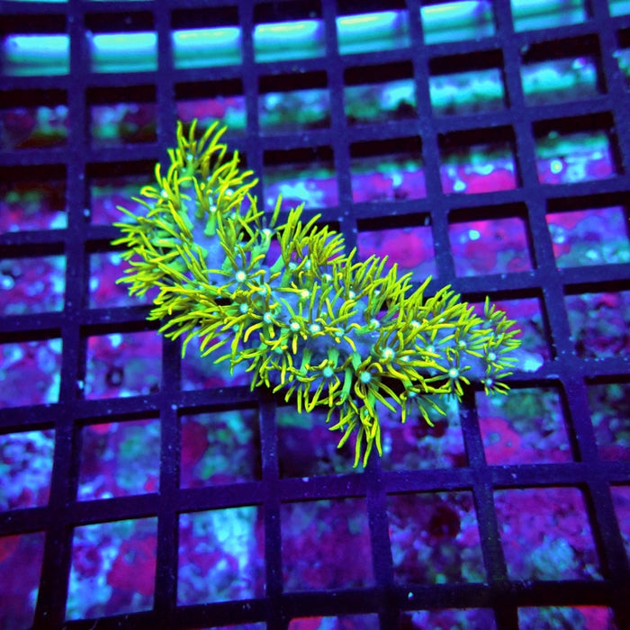 Green Star Polyp Coral