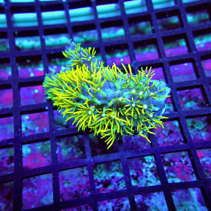 Green Star Polyp Coral