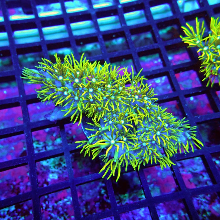 Green Star Polyp Coral