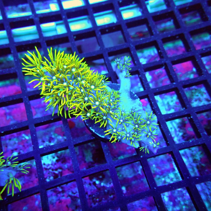 Green Star Polyp Coral
