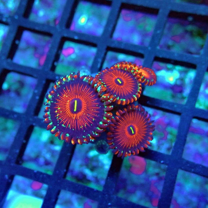 Ultra Zoas Frag