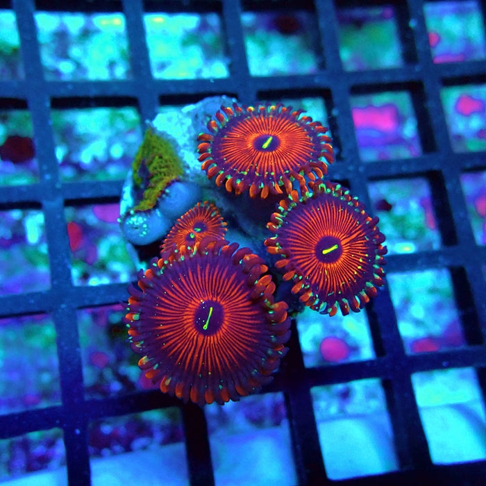 Ultra Zoas Frag
