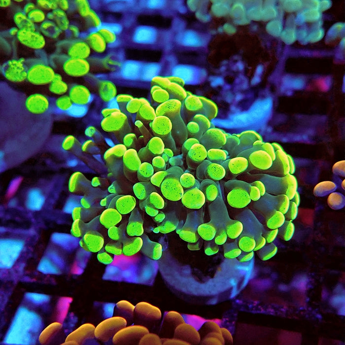 Euphyllia Green Branched Hammer