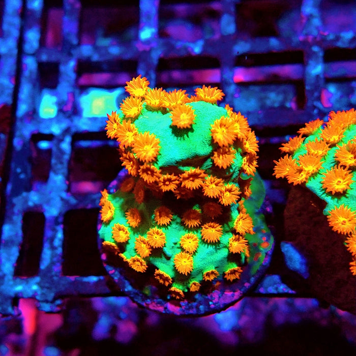 Cyphastrea Frag