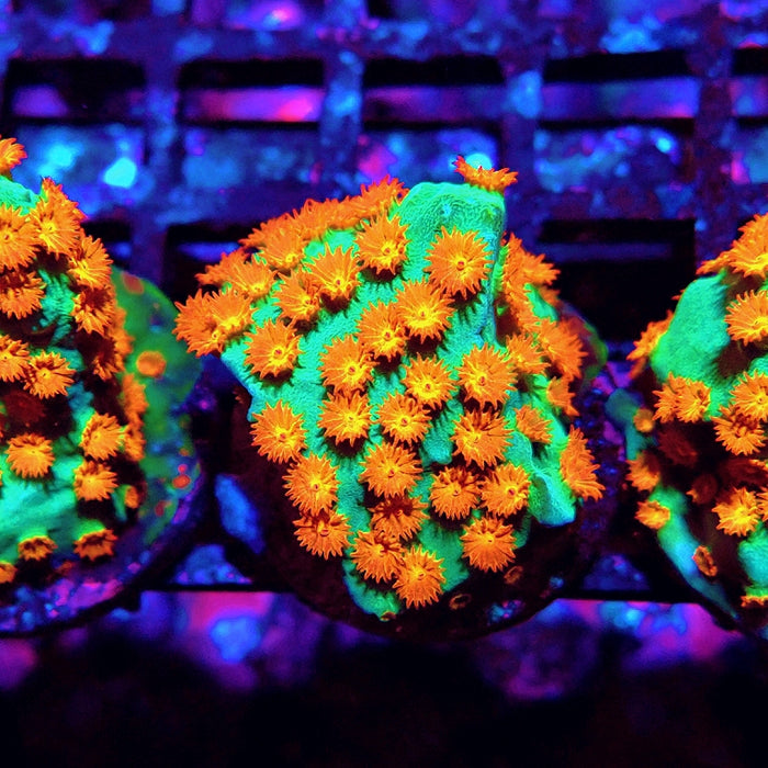 Cyphastrea Frag