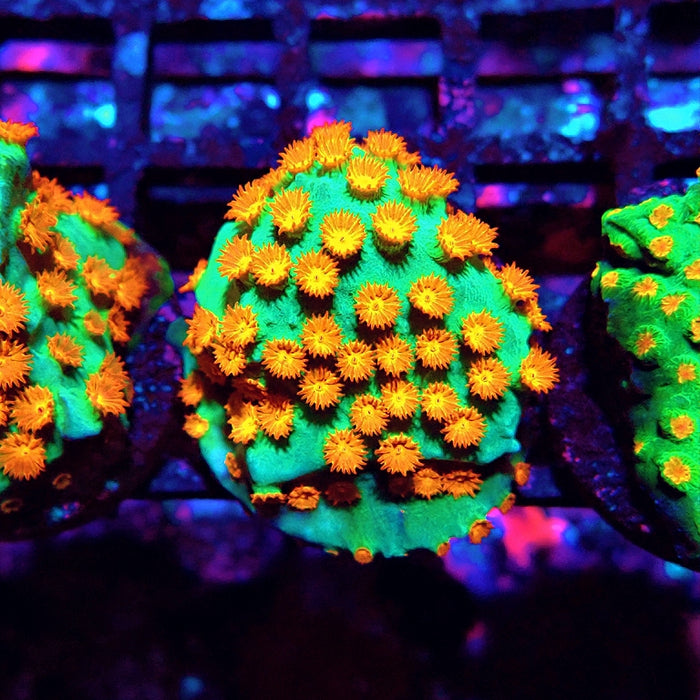 Cyphastrea Frag
