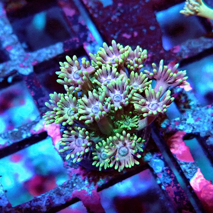 Goniopora Green Pink Center