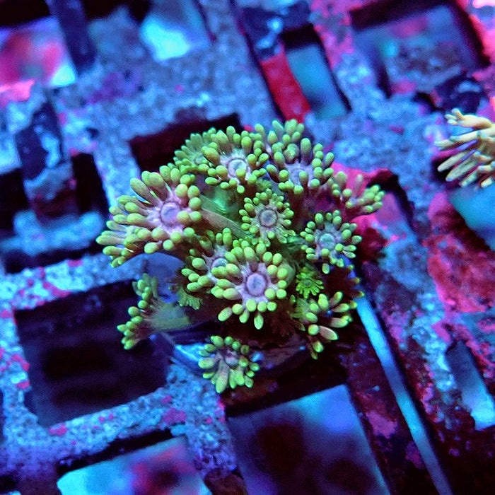 Goniopora Green Pink Center