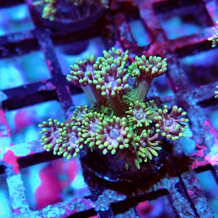 Goniopora Green Pink Center