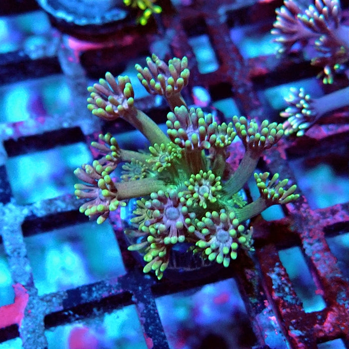 Goniopora Green Pink Center
