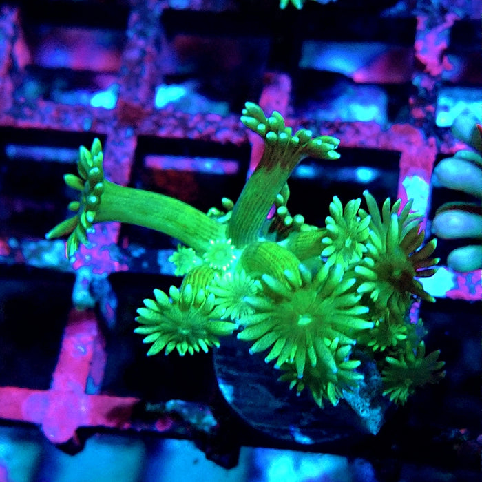 Goniopora Green