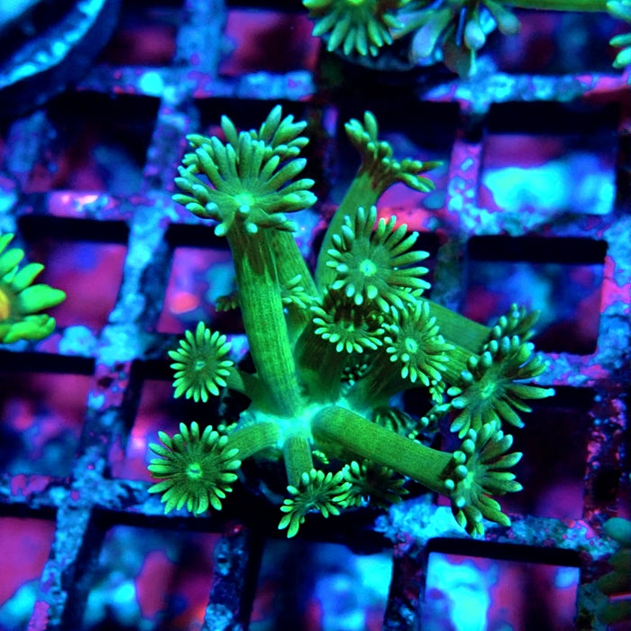 Goniopora Green