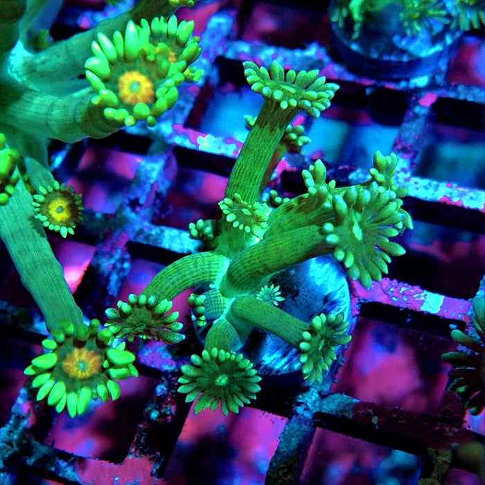 Goniopora Green
