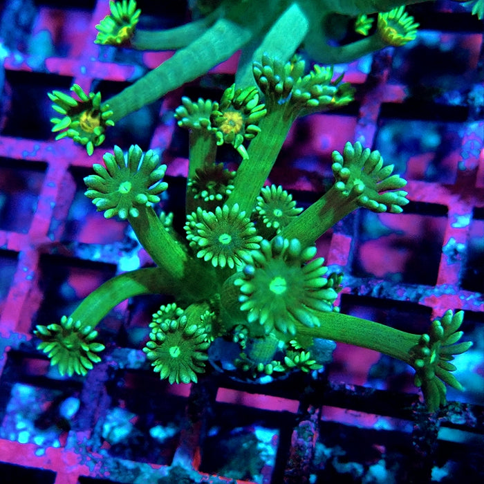 Goniopora Green