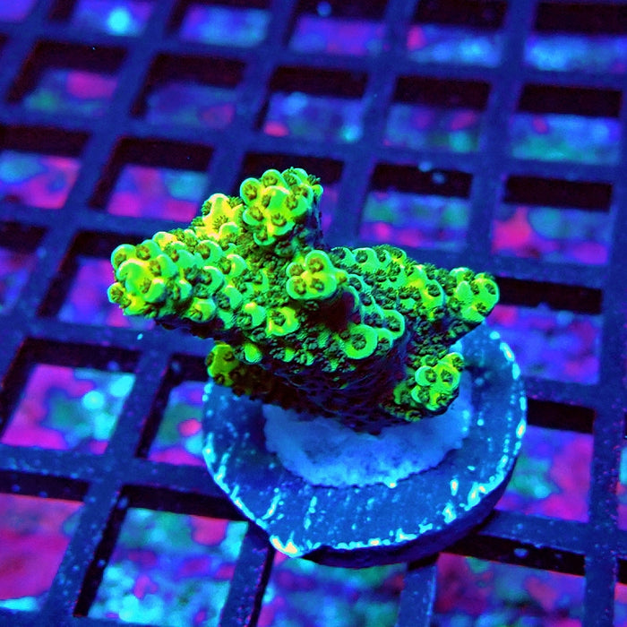 Acro Frag Aquaculture