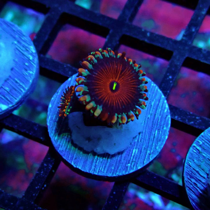 Ultra Zoas Frag
