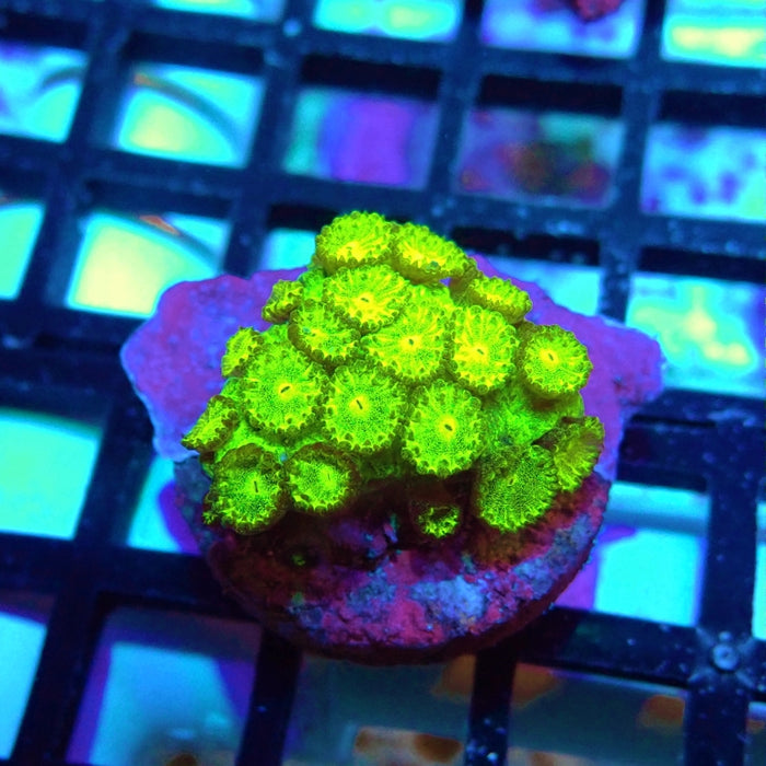 Goniopora Neon Green