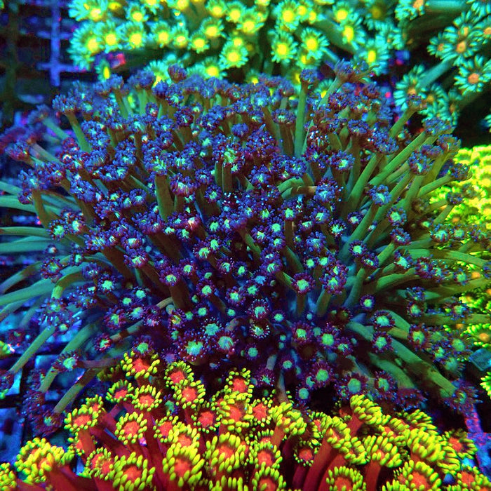 Goniopora Long Polyps Premium Colony XL (5–6 inches)