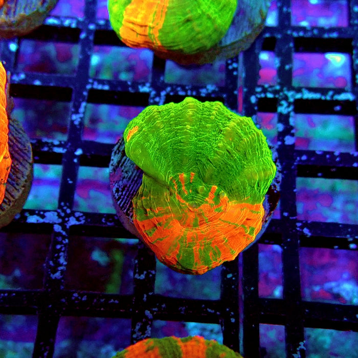 Scolymia Bleeding Apple Premium Coral Frag