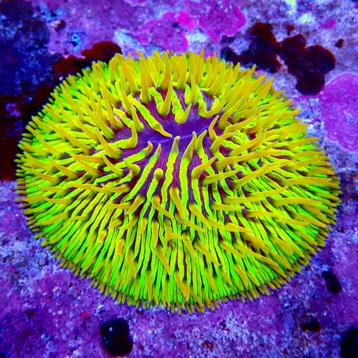 Plate Coral Fungia Rare Premium