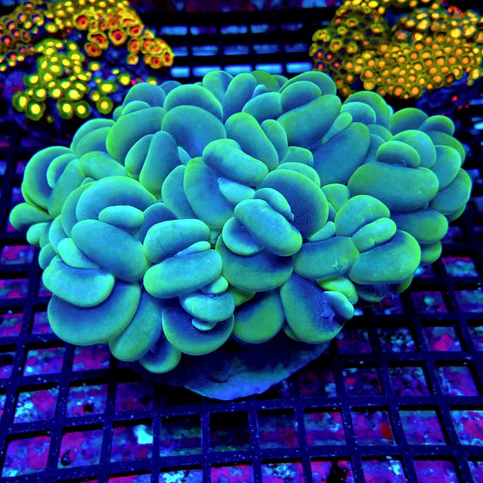 Bubble Coral
