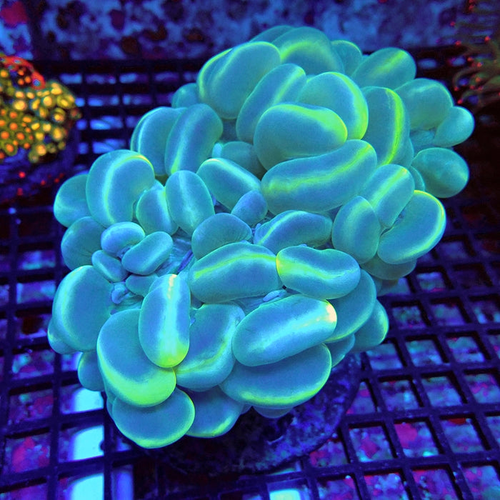 Bubble Coral