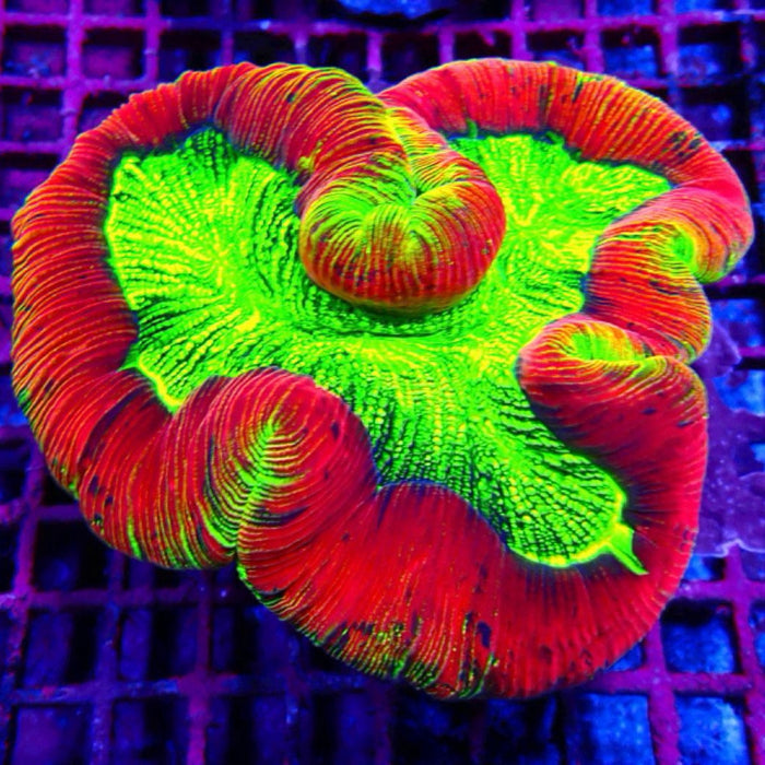 Super Ultra Trachyphyllia