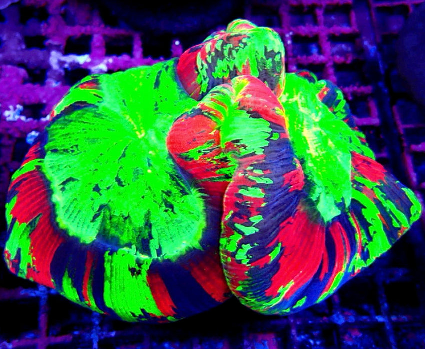 Super Ultra Trachyphyllia