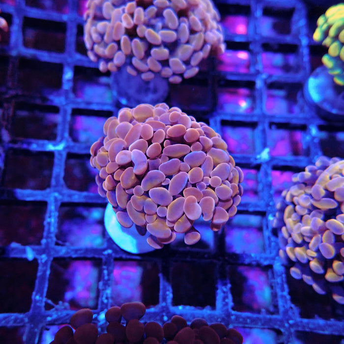 Euphyllia Pink Orange Branch Hammer