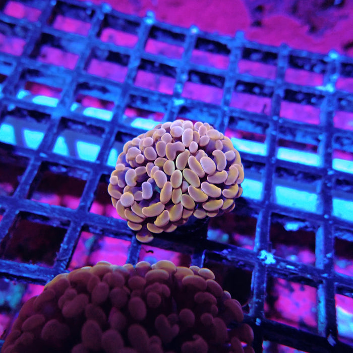 Euphyllia Pink Orange Branch Hammer