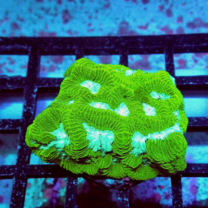 Bright Green Contrast Platygyra