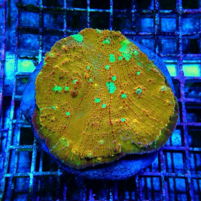 Echinophylia Chalice Corals Colony