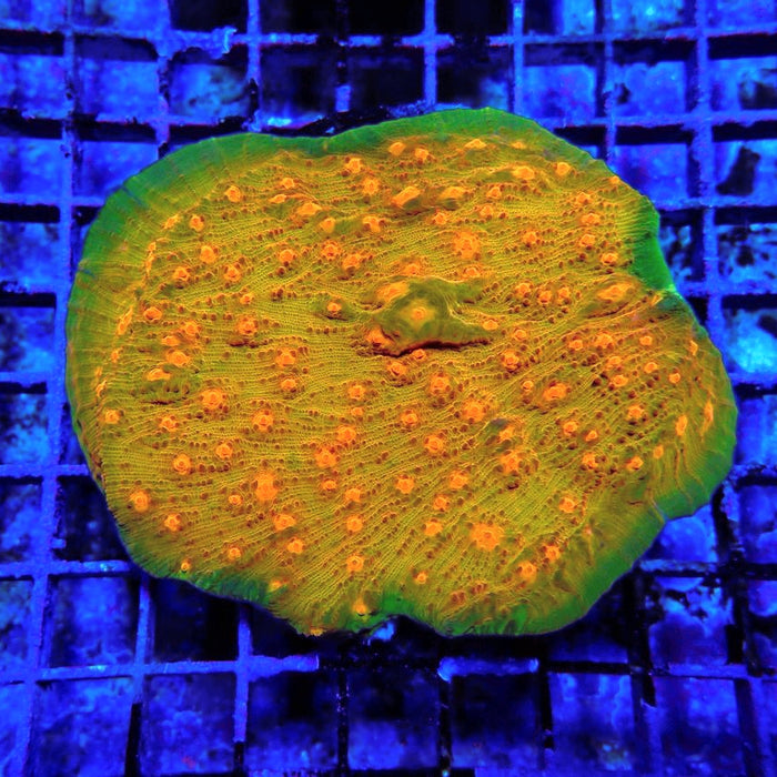 Echinophylia Chalice Corals Colony