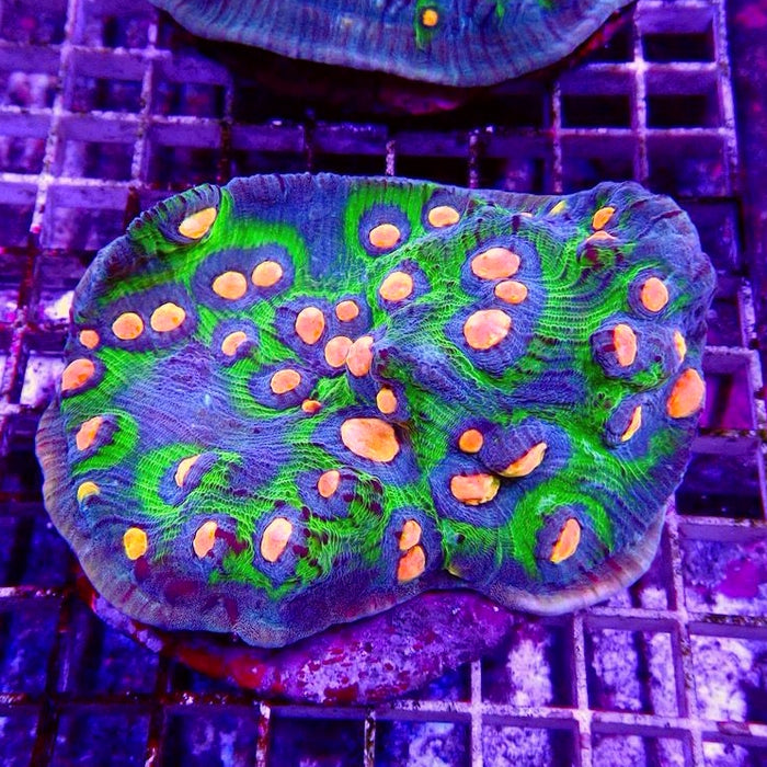 Mycedium Chalice Corals Colony