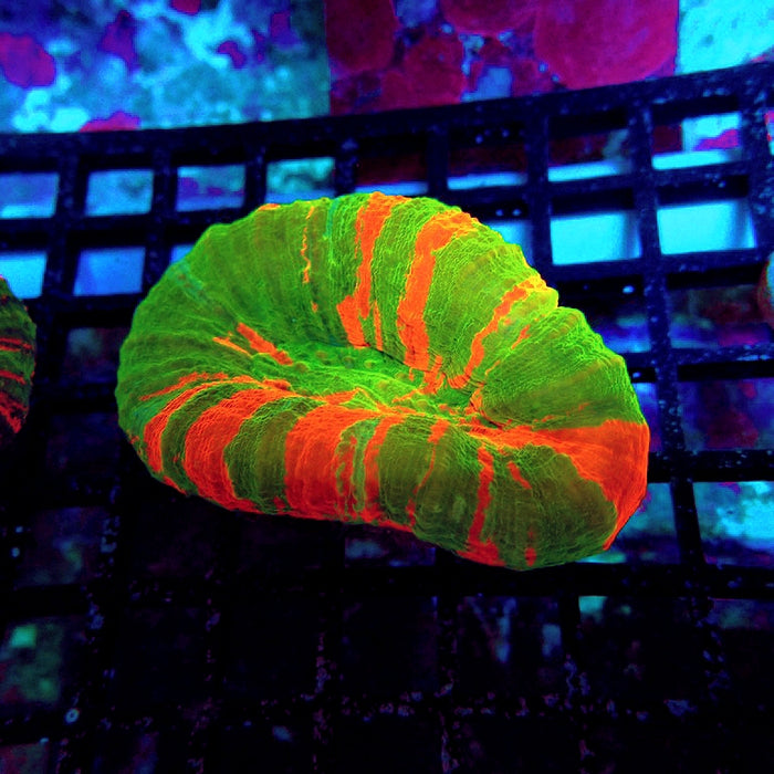 Scolymia Bleeding Apple Super Ultra Coral
