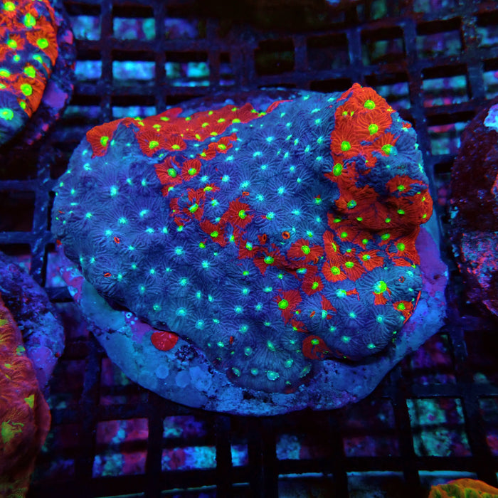 Favites Ultra Colony