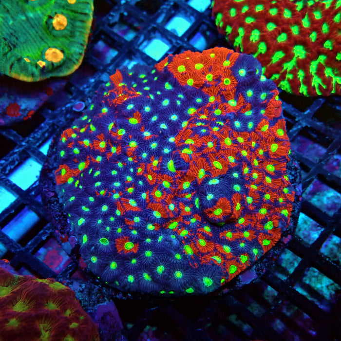 Favites Ultra Colony