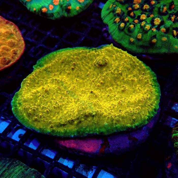 Echinophylia Chalice Corals Colony