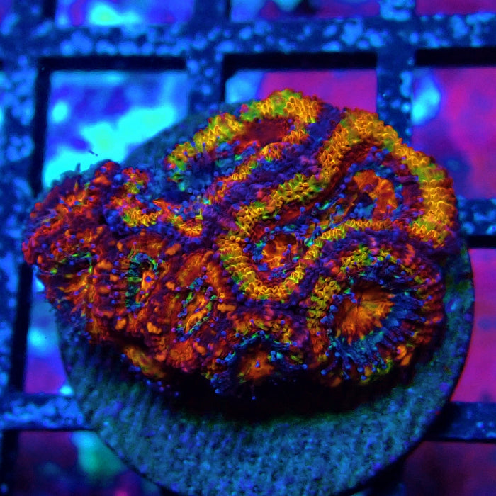 Acan Lord Rainbow Frag