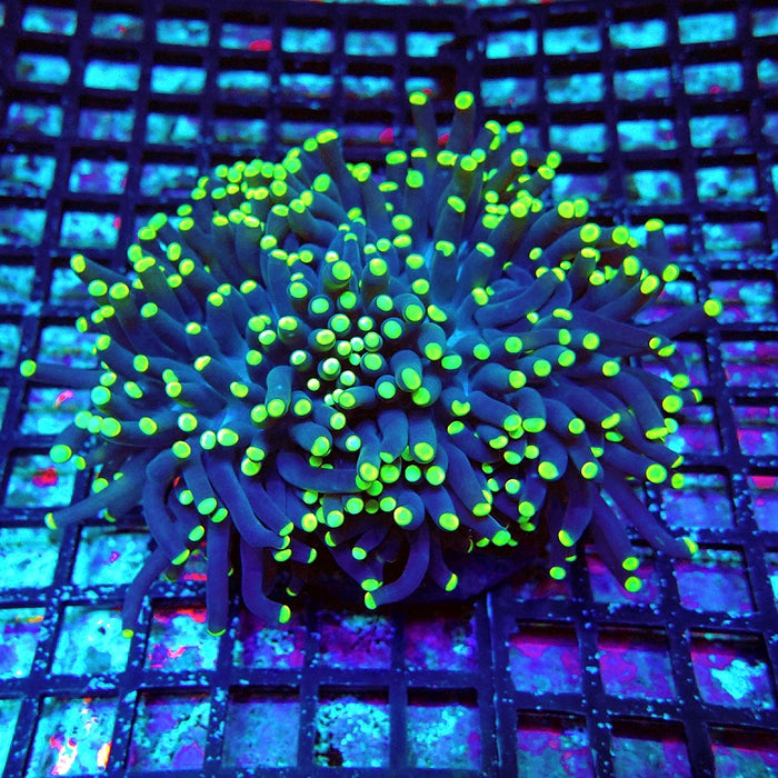 Super Bright Torch Colony Premium