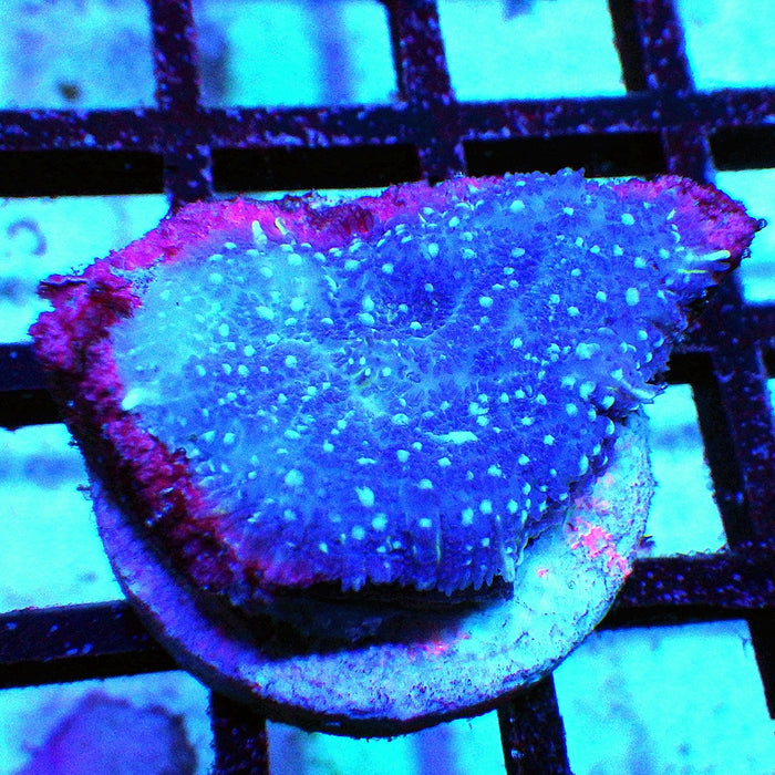Blue Rhodactis