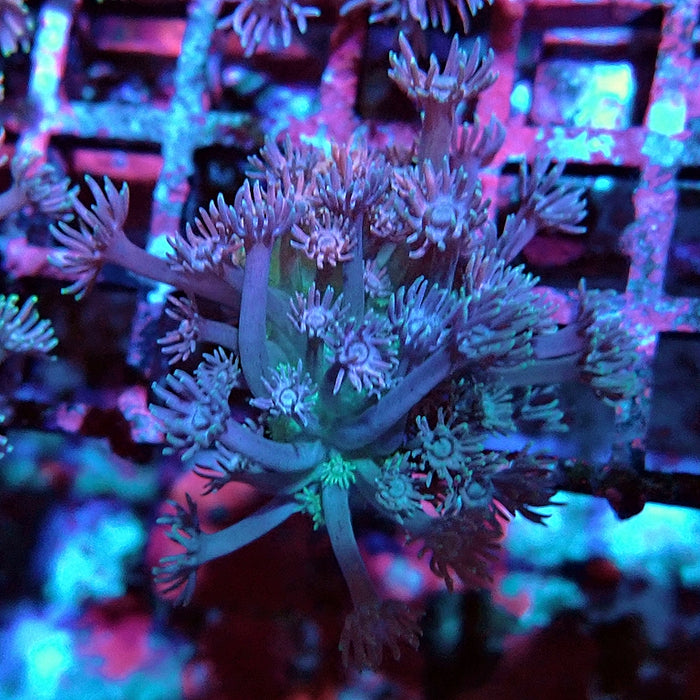 Goniopora Blue Green