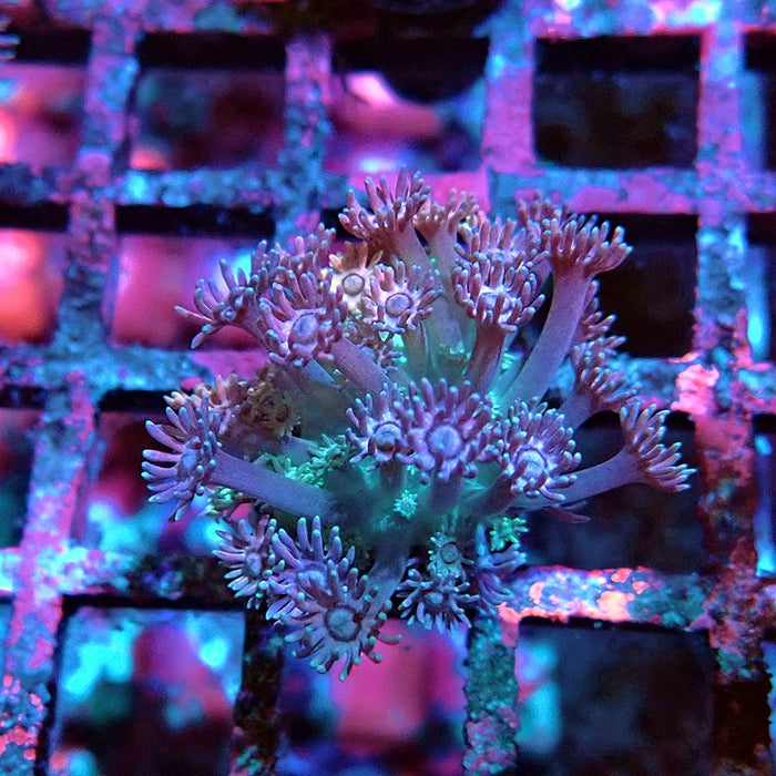 Goniopora Blue Green