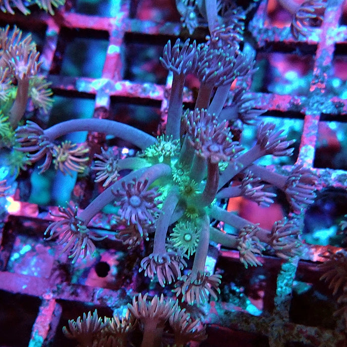 Goniopora Blue Green