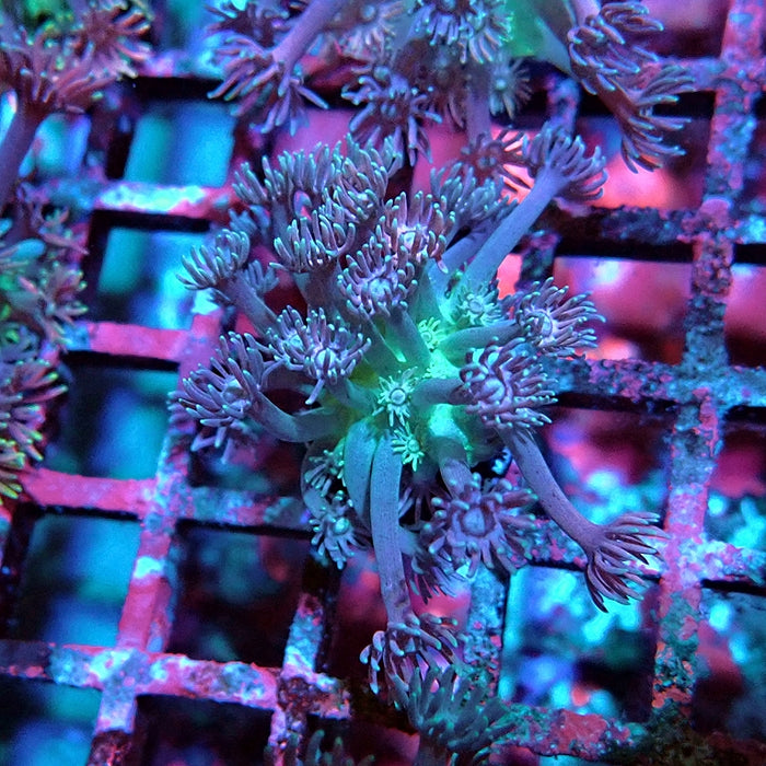 Goniopora Blue Green